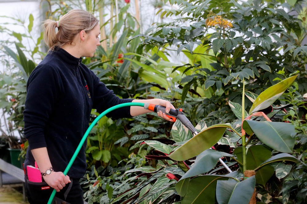 Woman Watering Plants At Dunedin Botanic Gardens