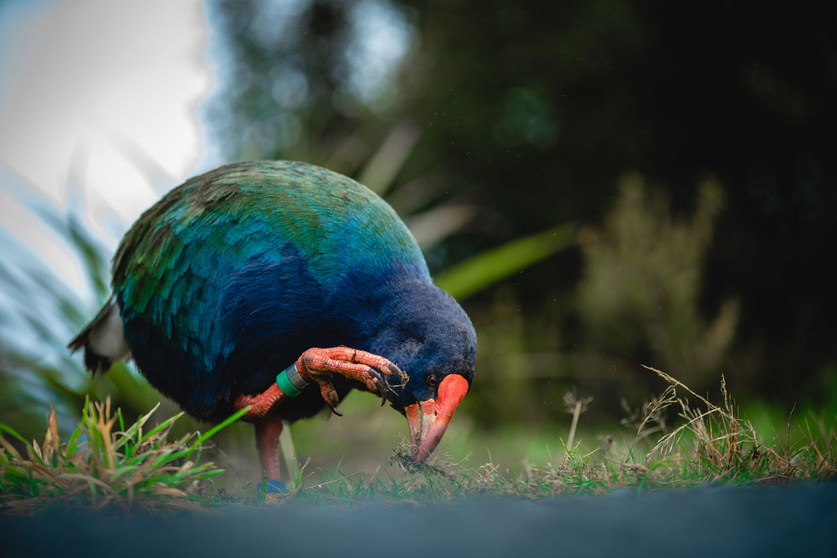 Pukeko